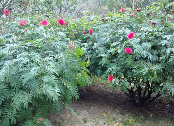 朱缨花