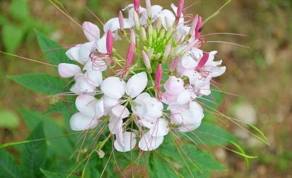 醉蝶花