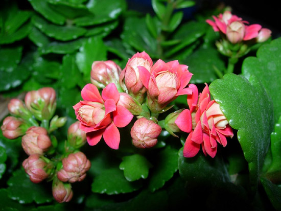长寿花