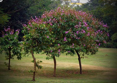 紫薇树图片
