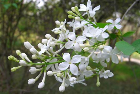 丁香花花语