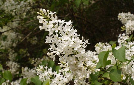 丁香花图片