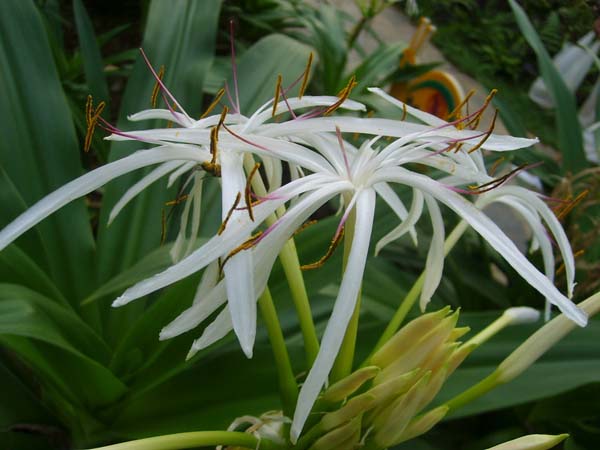 文殊兰花语