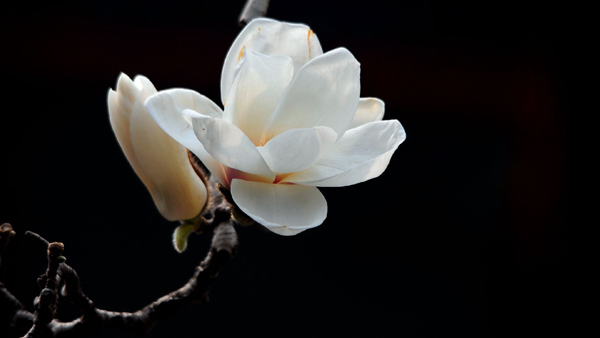 玉兰花的花语玉兰花的图片欣赏
