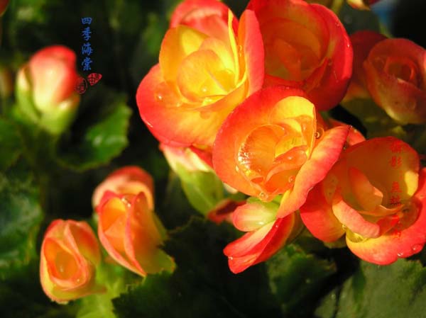 四季海棠花期