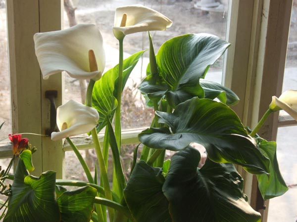 马蹄兰花的花语图片