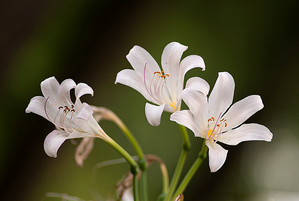 曼陀罗花