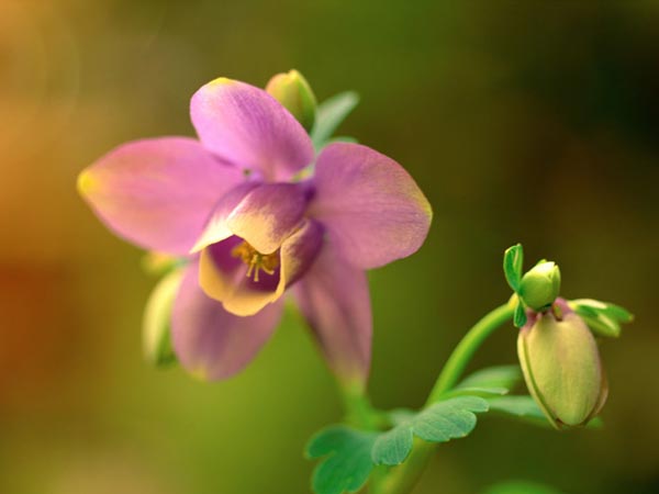 水仙花图片