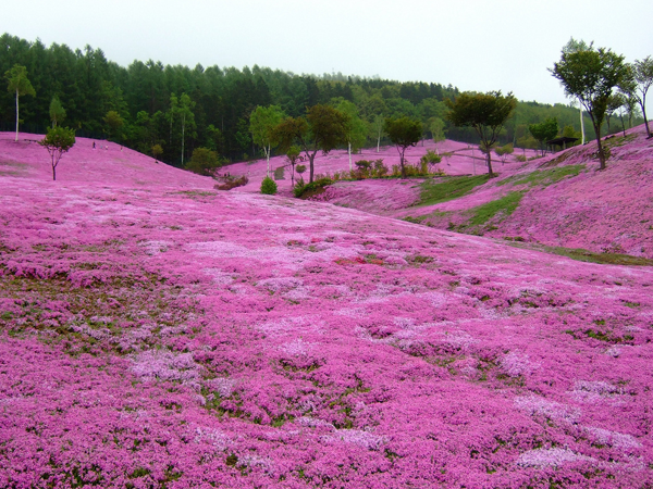 樱花草