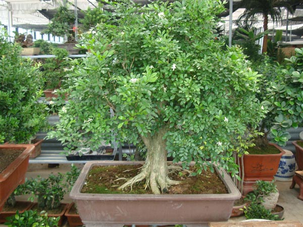 九里香花语