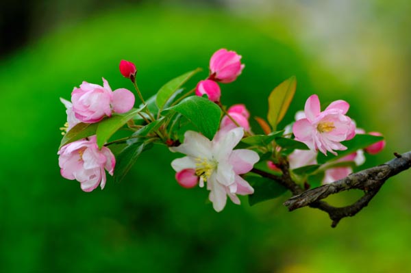 海棠花花语