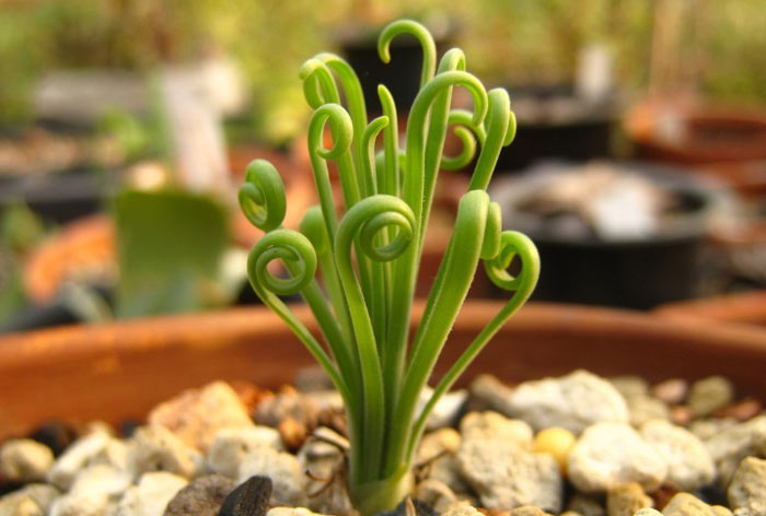 弹簧草