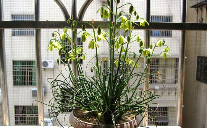 弹簧草