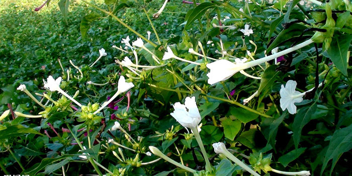 花语大全 夜来香的花语是什么 夜来香花图片 花卉花语 南北花木网