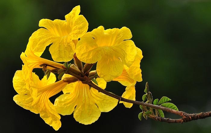 黄花风铃木