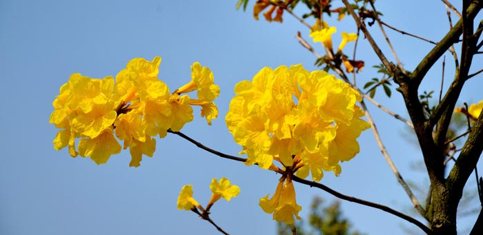 黄花风铃木