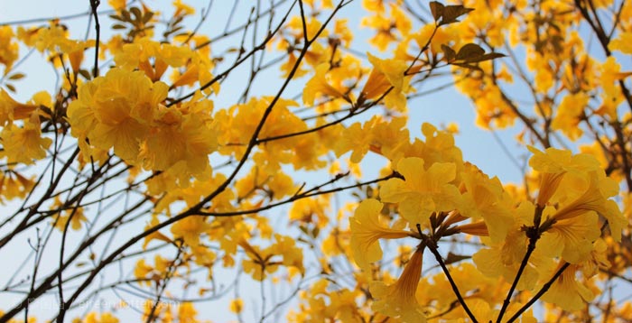 黄花风铃木