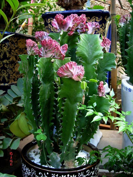 龙骨花图片