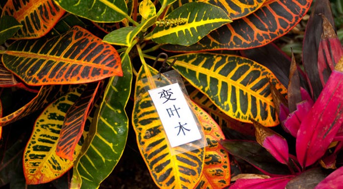 变叶木