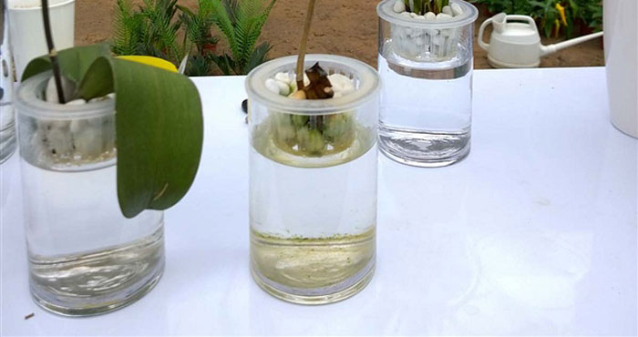水培蝴蝶兰
