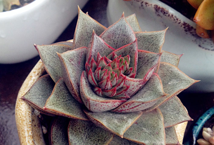 多肉植物大和锦怎么养殖好
