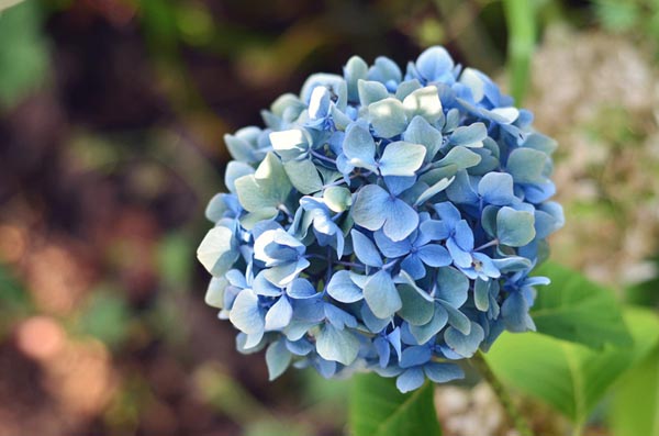 绣球花
