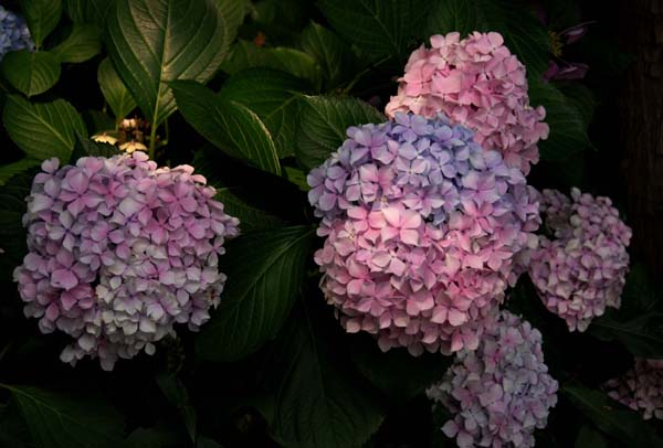 绣球花花语