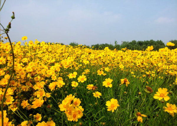 金鸡菊