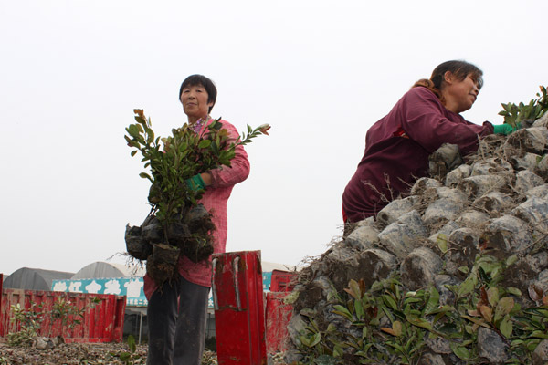 沭阳国际花木城苗木装车