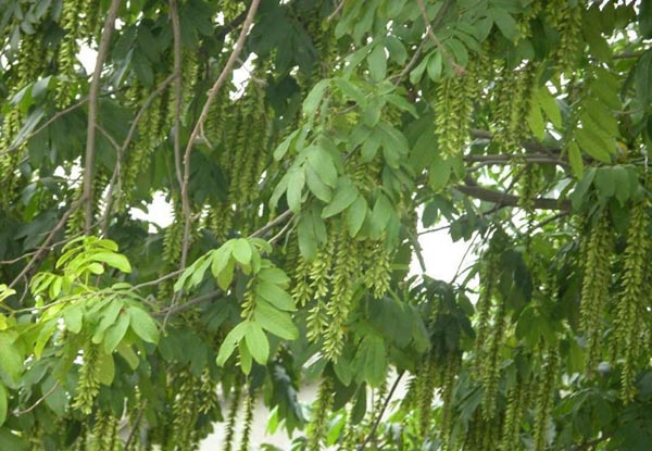 盆栽元宝树