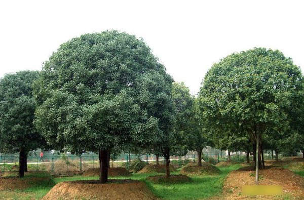 桂花树价格