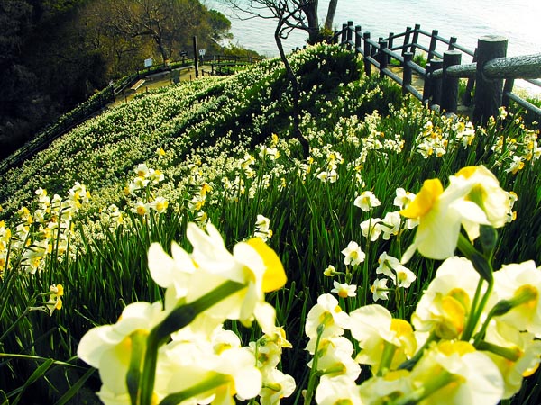 水仙花图片欣赏