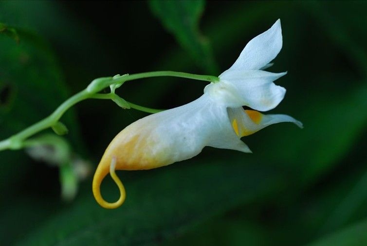 龙虾花图片