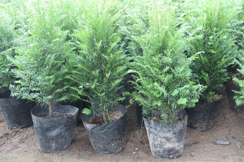 红豆杉的养殖方法