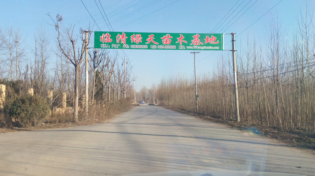 杨树苗 (3)