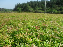 木荷小苗多少钱一棵？图1