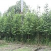 供应水杉小苗·米径2-3-4公分水杉小苗