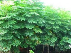 供应3-4-5-6公分栾树·高度1-2-3米栾树小苗图2