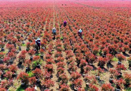 大型容器苗基地——江苏红方花木有限公司