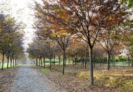 9000余亩苗圃基地——江苏宿迁三叶园林植物有限公司