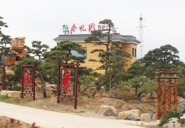 大型造型黑松基地——宿迁市春晓景观工程有限公司