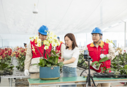 国网沭阳县供电公司：花卉直播电商忙 倾情服务用电稳