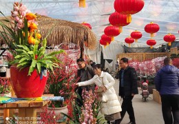 年宵季将至，青州花卉市场表现如何？
